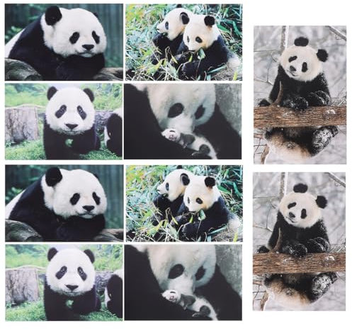 NUOBESTY 10St Postkartenpapier Panda Postkarten Tierfotografie Postkarten Shower Postkarten Thanksgiving Postkarten Leere Rückseite Postkarten Panda-Karten tierische grußkarten