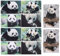 NUOBESTY 10St Postkartenpapier Panda Postkarten Tierfotografie Postkarten Shower Postkarten Thanksgiving Postkarten Leere Rückseite Postkarten Panda-Karten tierische grußkarten