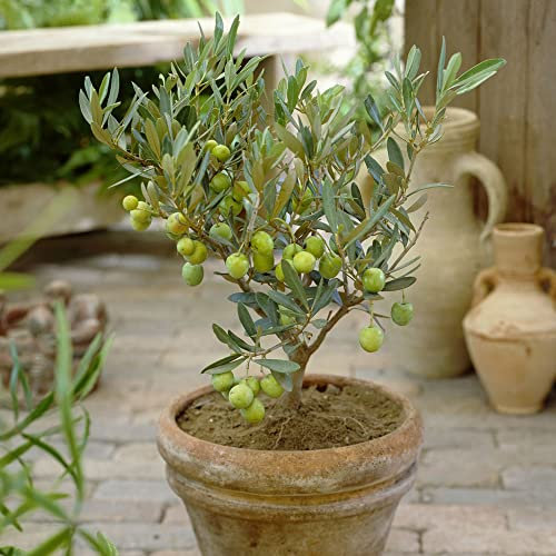 Semi Di Ulivo Frutta Dell'Albero Dei Bonsai Semi Organici Freschi Alberi Da Frutto Del Pilastro Protezione Invernale Olivo Piante Da Giardino Resistenti Semi Di Piante Perenni Bonsai 20 Semi Di Ulivo