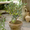 Semi Di Ulivo Frutta Dell'Albero Dei Bonsai Semi Organici Freschi Alberi Da Frutto Del Pilastro Protezione Invernale Olivo Piante Da Giardino Resistenti Semi Di Piante Perenni Bonsai 20 Semi Di Ulivo