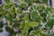 Euonymus fortunei Emerald Gaiety - Weißbunte Kriechspindel Stückzahl Rabatt 10er-Paket