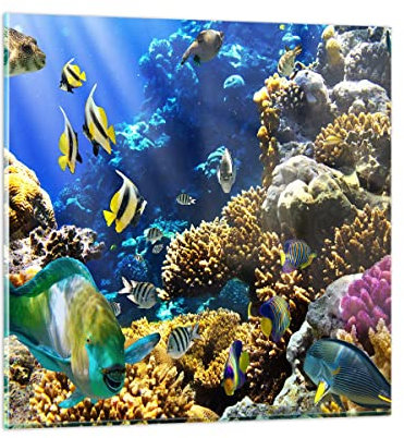 Bilder auf Glas Korallenriff Ozean Krabbe Fisch Glasbild 60x60cm Wandbilder Dekoration Wohnzimmer Schlafzimmer Küche Deko Groß Wanddeko Bild im Glas Wand Kunstdruck Art Modern Wall Decor GAC60x60-2662