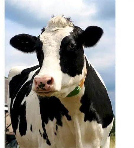 Aimaor Malen Nach Zahlen Erwachsene,Tier Kuh Malen Nach Zahlen Kits DIY mit rahmen Handgemalt Ölgemälde Kit Leinwand Acrylfarbe Paint by Numbers Heimdekoration Geschenke - 45x60cm