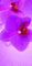 Türbekleben Orchidee Türtapete, Selbstklebend TürPoster Orchidee Türbilder, 3D Fototapete Türfolie Poster Tapete Türaufkleber XXL Tür Tapeten 90 x 200 cm q5263