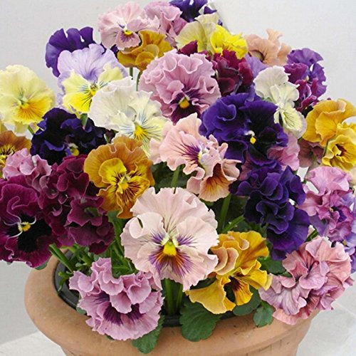 Belle viola del pensiero semi miscela di colore ondulate Viola Tricolor Sementi di fiori in vaso bonsai fai da te home & garden 100seeds / pack