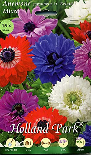 Holland Park bulbi da fiore di molte varietà e colori in sacchetto blister con foto (ANEMONI ST.BRIGID MIX 15 bulbi)