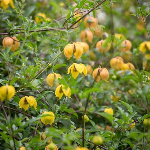 Clematis 'Bill Mackenzie' X 3 Large Plug Plants for Potting on by Growtanical