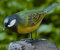 dekoportal24 Vogel Bewegungsmelder mit Vogelgesang 4