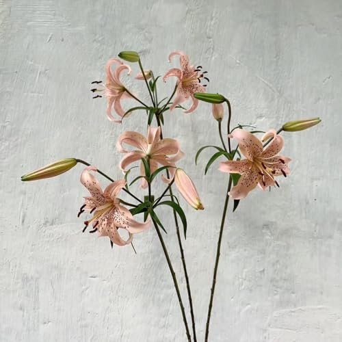 5 piezas Comprar bulbos de lirio - Lilium brownii - flores silvestres, plantas trepadoras en flor, resistente lirios gigantes lirios arbóreos tubérculos resistentes plantas decorativas,