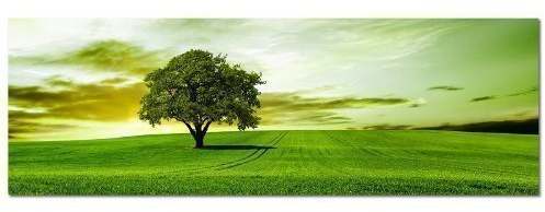 PANORAMA BILD 150x50cm (Baum Feld einsam) ART PRINT Wandbilder Bilder EXKLUSIVES Fotowandbild auf Leinwand und Keilrahmen Bild Leinwandbild Fotodruck modern Zeitlos Stilvoll wie ein Gemälde
