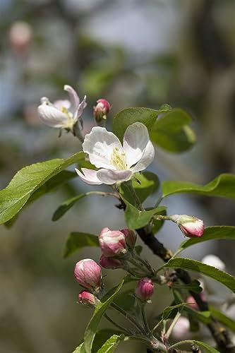 Malus 'Gloster 69' 40 cm Stammhöhe - Apfelbaum, rote Früchte, Erntezeit Oktober, ideal für Obstgärten, winterhart und pflegeleicht