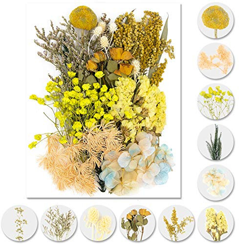 iDattel Natürliche Getrocknete Blumen,Blumen Natürliche Gemischte,DIY Natürliche Getrocknet Blumen Set für Kunst Basteln DIY Harz Scrapbooking Handwerk Karten Machen(gelb)