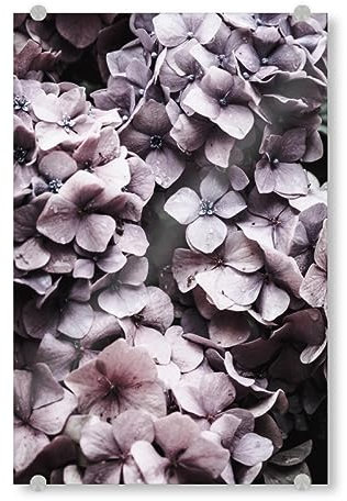 artboxONE Acrylglasbild 30x20 cm Floral Pink Hydrangea Bild hinter Acrylglas - Bild Hortensie botanisch Hortensie