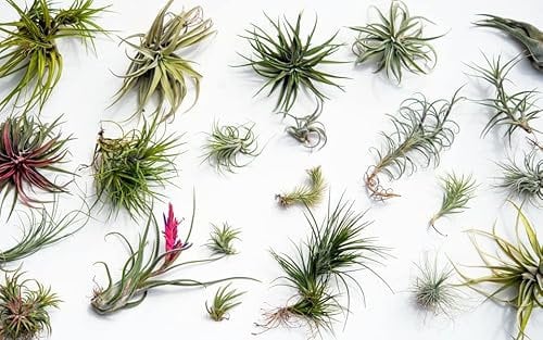Plant in a Box - Tillandsia mélange de plantes - Set de 24 - Plantes aériennes vraies - Plantes d'ambiance - Plantes d'intérieur - Hauteur 5-15cm