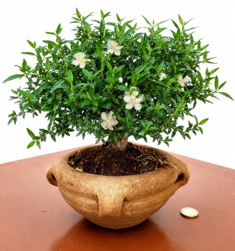 POWERS TO FLOWERS - MIRTO BONSAI, IN ORCIO COCCIO, pianta vera