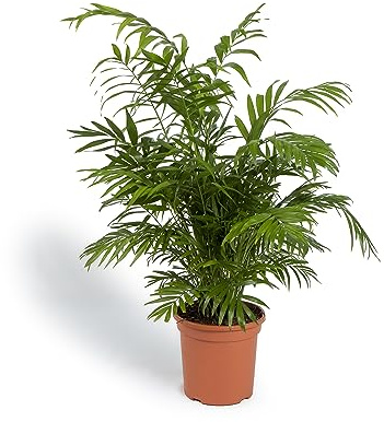 Cool Green - Planta Natural - Chamaedorea Elegans - Mediana - Apta para Mascotas