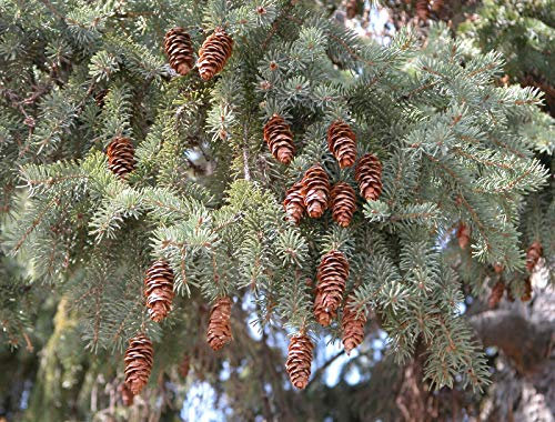 Weiß-Fichte Picea glauca Pflanze 55-60cm Schimmel-Fichte Picea alba weiße Fichte