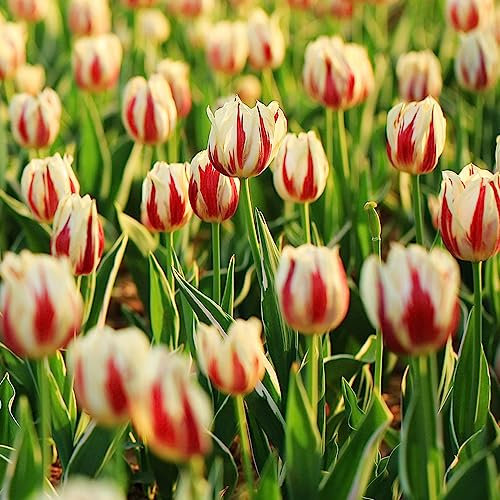 2 Pcs Wildtulpen Zwiebeln, Tulpenzwiebeln, Balkonpflanzen Deko Blumen, Tulipa Gesneriana, Hydrokultur Pflanzen Zimmerpflanze, Blumenzwiebeln Frühblüher Blumenzwiebeln Mehrjährig Winterhart