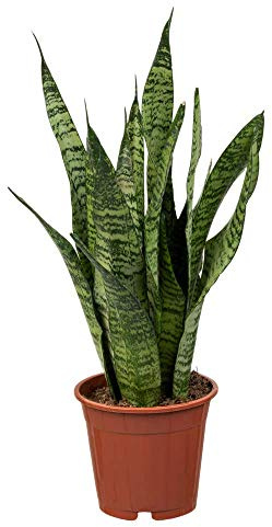 Florado - Arco de cáñamo Sansevieria, planta de interior real, purificante, tamaño de maceta 12 cm