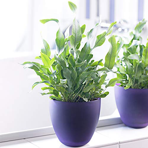 Phlebodium Blue Star Pflanzengeschenk | Fantastischer Zimmerfarn (25-35 cm inkl. Topf)