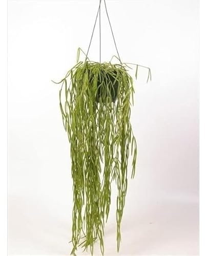 Flowering Wax Plant - Hoya Linearis - Trailing Indoor houseplant in Hanging 12-14cm Pot