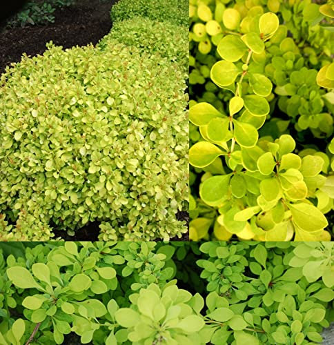 Berberis thunbergii 'Lime Star' Shrub in 9cm Pot - Adds Colour to Any Garden - Great for Low Borders or Rock Gardens (2 Plants)
