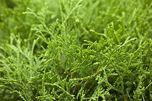 Thuja occidentalis 'Tiny Tim' 15-20 cm - Kugel-Lebensbaum, kompakt und immergrün, ideal für Kübel und Beete, pflegeleicht und winterhart