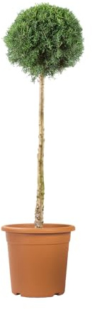 KENTIS - Blaue Zypresse - Cupressus Arizonica Fastigiata Glauca - Echte Immergrüne Gartenpflanzen Für Draußen - H 125/150 cm Vaso Ø 30 cm