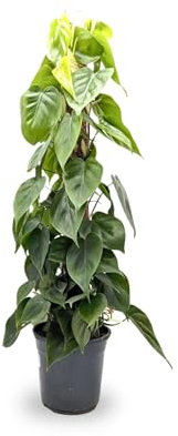 Philodendron scandens on Pole - Sweetheart Plant 70cm (17cm Pot)