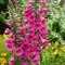 Bio Fingerhut dunkelrosa, Topf 11x11 cm, 3 Pflanzen