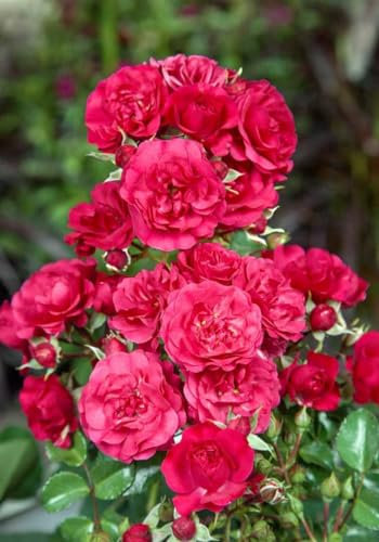 Rosa 'Gärtnerfreude' 5-7,5 Liter Container - Beetrose, rosa Blüten, Blütezeit Juni-Oktober, ideal für Beete, pflegeleicht und winterhart