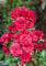 Rosa 'Gärtnerfreude' 5-7,5 Liter Container - Beetrose, rosa Blüten, Blütezeit Juni-Oktober, ideal für Beete, pflegeleicht und winterhart