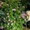 semi di geranio profumati - pelargonium graveolens - semi di erbe culinarie, piante rare semi di geranio limone orto di erbe aromatiche piante da orto, semi di erbe aromatiche Erbe 100pcs