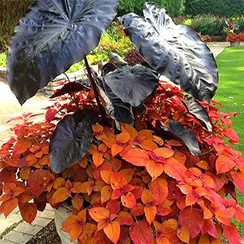 TOYHEART 10Pcs Premium Semi Di Fiori, Semi Di Alocasia Facile Da Coltivare Raro Fiore A Forma Di Orecchio Di Elefante Piante Di Taro Semi Da Giardino Per Cortile Domestico 1