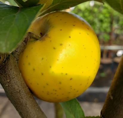 Apfelbaum `Ananasrenette´ Halbstamm 160-180cm im 10L-Topf