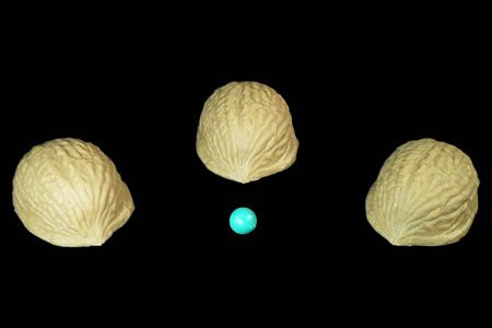 Les Coquilles de Noix magiques