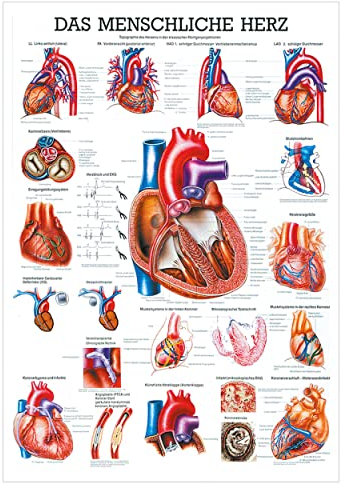 Rüdiger Das Herz Lehrtafel Anatomie 100x70 cm medizinische Lehrmittel