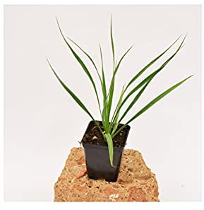 Pianta Yucca Rostrata vaso 7cm,Altezza 10/15cm
