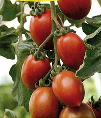 Tomate Pflaumen-Cherrytomate Cookie F1 (Tomatensamen)