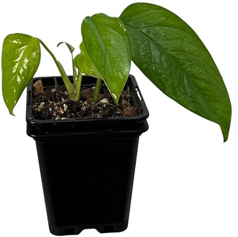 Monstera obliqua misahualli – seltene Zimmerpflanze, exotische Kletterpflanze für Moosstab und Rankstab, Indoor Jungle Sammlerpflanze für Wohnräume