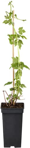 Humulus lupulus Wilder Hopfen Kletterpflanze im Topf gewachsen (40-60cm)
