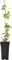 Humulus lupulus Wilder Hopfen Kletterpflanze im Topf gewachsen (40-60cm)