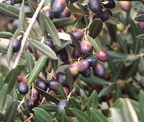 Pianta di Ulivo LECCINO in vaso o fitocella - alt. 180/200 cm