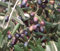 Pianta di Ulivo LECCINO in vaso o fitocella - alt. 180/200 cm