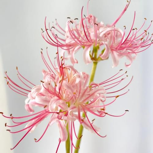 Bulbos de Lycoris-Bulbos resistentes al frío son fáciles de mantener-Flores de jardín de otoño e invierno-Plantas en macetas marinas-10 bulbos-b