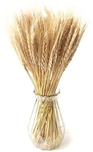 100PCS Natürliche Getrocknete Blumen Weizen Dekoration Getrocknete Blumen Weizen Natürliche Trocken Blumen Deko für Hochzeit Zuhause Balkon Party Tisch Vase Deko(Beige)
