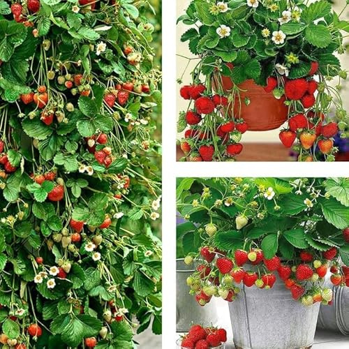 Erdbeerpflanzen 'Selva' Klettererdbeeren, Immertragende mit Großen und Süßen Früchten ab März - Set mit 10 Pflanzen ERDBEEREN - Mehrjährig, Superobst für Garten