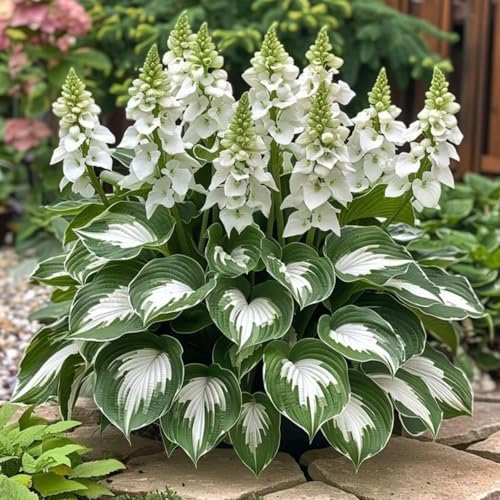 Garten-Funkie – MittelgroßE Hosta-Zwiebeln, Perfekt FüR SchattengäRten, Atemberaubend Und Sehr Dekorativ-4 Zwiebeln-I