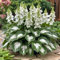 Garten-Funkie – MittelgroßE Hosta-Zwiebeln, Perfekt FüR SchattengäRten, Atemberaubend Und Sehr Dekorativ-4 Zwiebeln-I