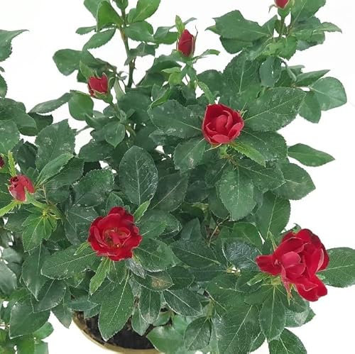 Rosal Meilland Zepeti - Planta de Flores Impresionante para Exterior